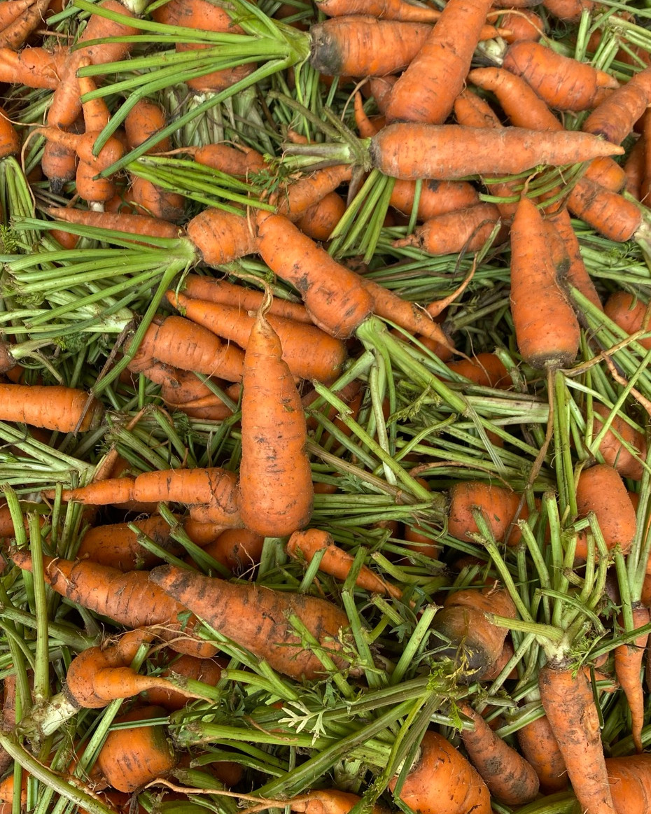 Farm Fresh Carrots - 1kg Approx 10 - 15pcs